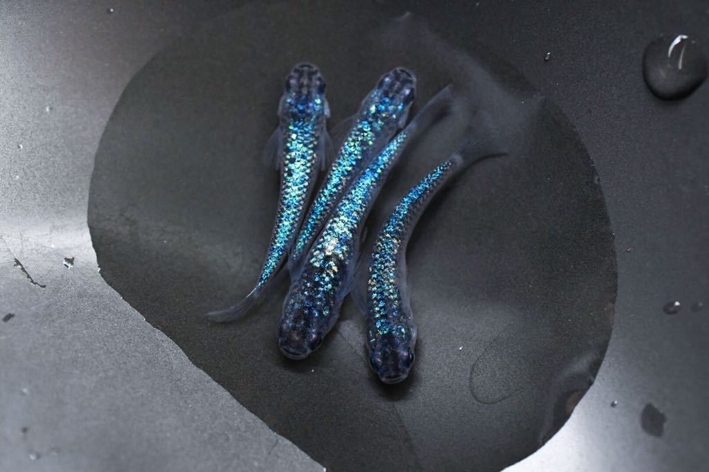 【あんオフィシャルめだか】黒ラメ幹之サファイアメダカ　現物出品　背鰭無し　背びれなし　背ビレ無し
