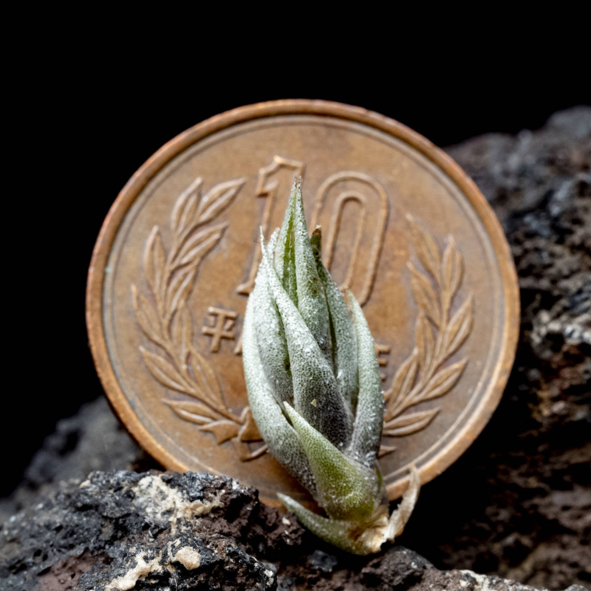 Tillandsia tomekii (was heteromorpha 'Rope Type') ティランジア