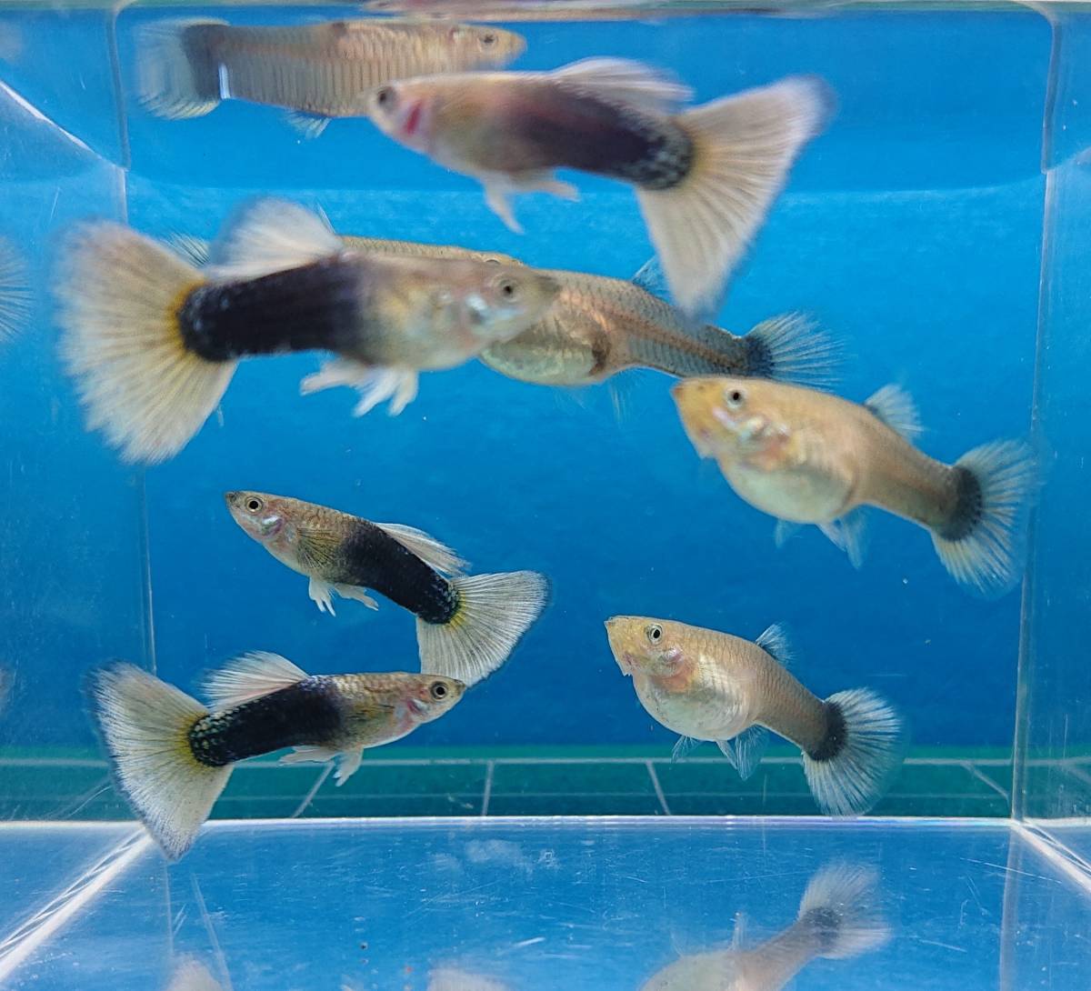 国産グッピー ドイツイエローグッピー 3ペア グッピー 売買されたオークション情報 Yahooの商品情報をアーカイブ公開 オークファン Aucfan Com