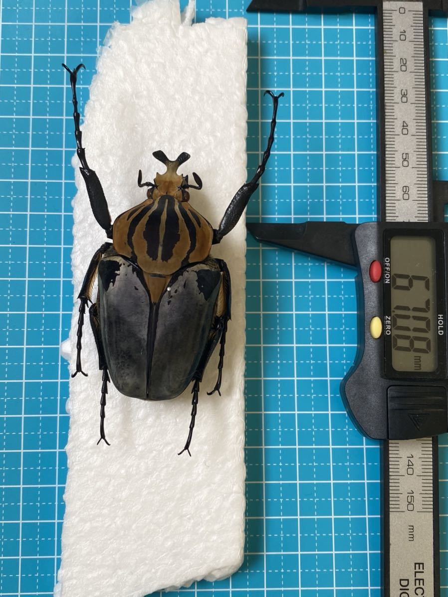 最終値下げゴライアスカシクス！大型！標本！ ゴライアスカシクス 標本 ラベル付 71.8㎜ オオツノハナムグリ 65.2