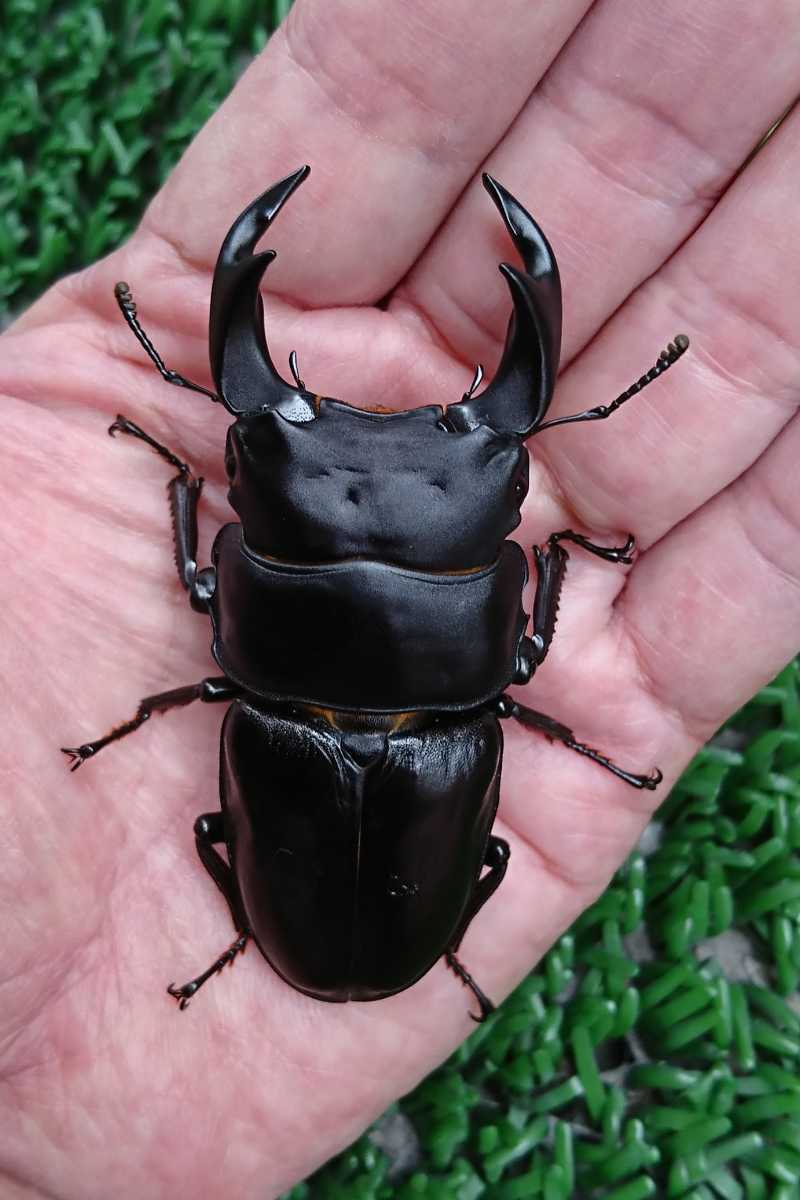 GORDON-R オオクワガタ ♂76、71 ♀49、47、43 極太血統 ゴードンR 阿古谷 