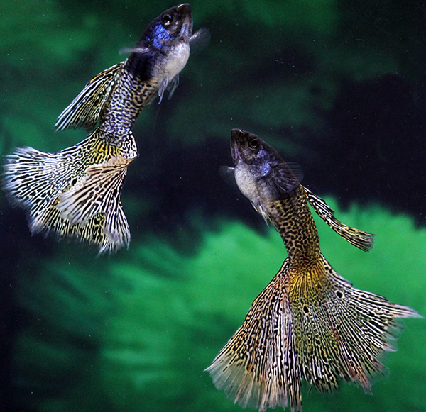 サイトウ グッピー メタルイエローレースコブラ ２ペアー 97 グッピー 売買されたオークション情報 Yahooの商品情報をアーカイブ公開 オークファン Aucfan Com