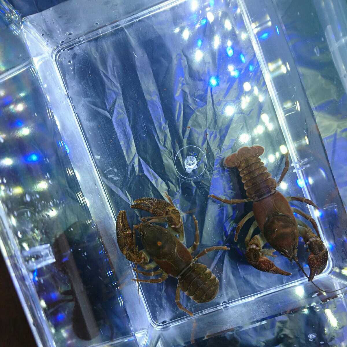 北海道生物図鑑「ニホンザリガニ」 自在置物標本箱 最大の違いは いや 