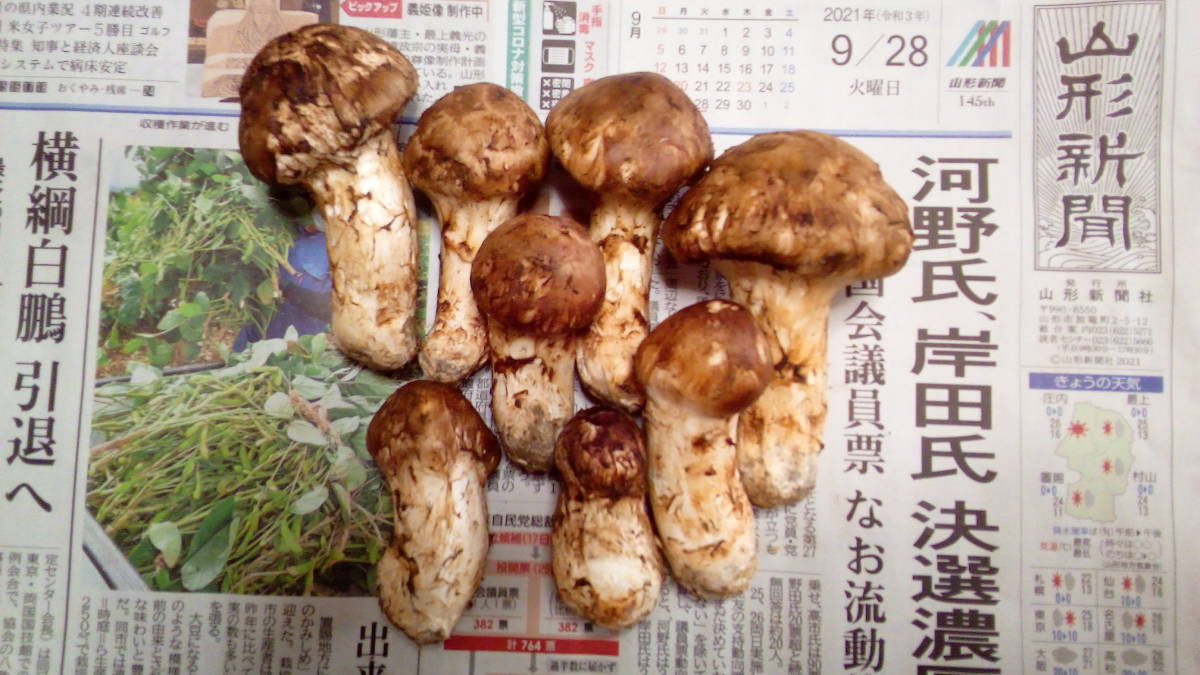 格安，低価 【1円からスタート】国産松茸 山形県産256g 9/28採