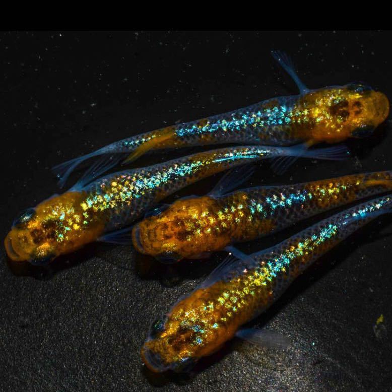 花嫁めだか 超極上 本家様血統 ユリシス 有精卵10個 めだか 売買されたオークション情報 Yahooの商品情報をアーカイブ公開 オークファン Aucfan Com