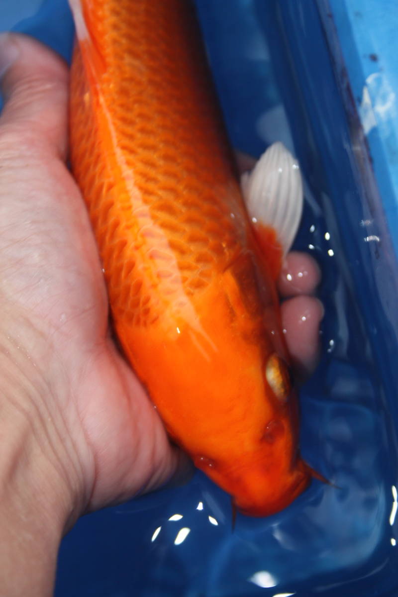 送料無料，お買い得 特選 令和２年産 丸誠系の綺麗なオレンジ黄金羽白２６ｃｍ程度(錦鯉)｜売買されたオークション情報、yahooの商品情報をアーカイブ公開 - オークファン 錦鯉