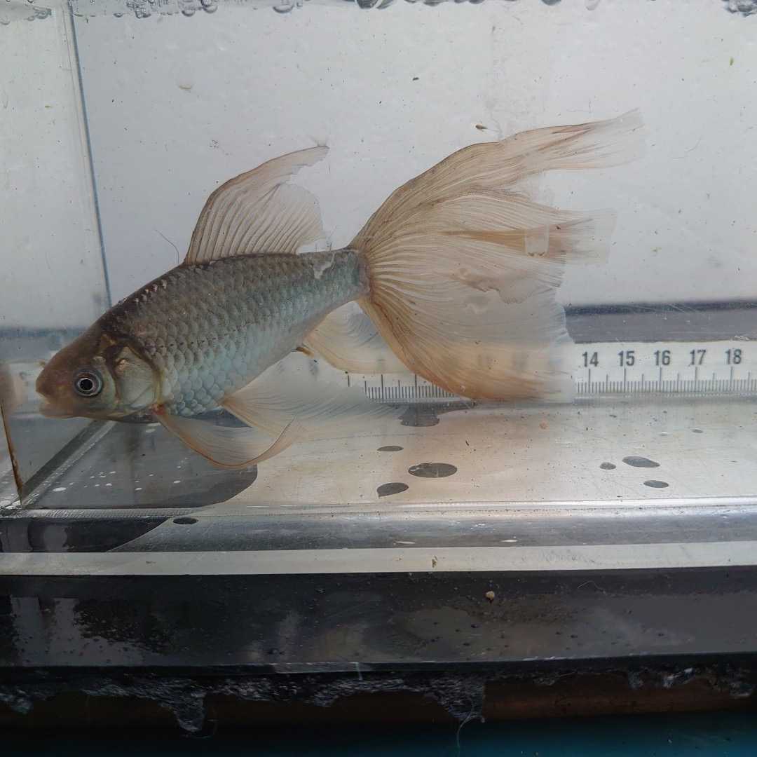 金曜日発送 11 5日 宮城鉄魚飼育研究会 錆鉄魚 羽衣 15センチくらい 金魚 売買されたオークション情報 Yahooの商品情報をアーカイブ公開 オークファン Aucfan Com