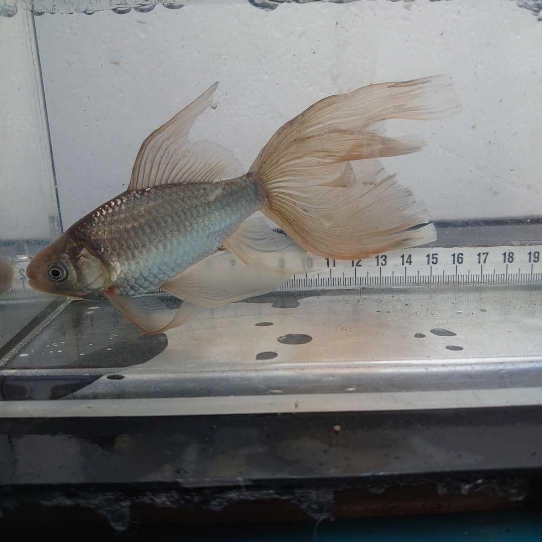 金曜日発送 11 5日 宮城鉄魚飼育研究会 錆鉄魚 羽衣 15センチくらい 金魚 売買されたオークション情報 Yahooの商品情報をアーカイブ公開 オークファン Aucfan Com