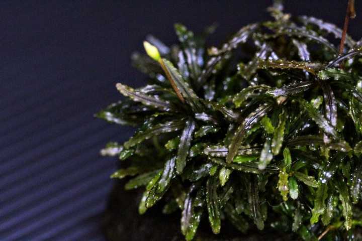 インボイス ブセファランドラsp カユラピス 水中株 Bucephalandra Sp Kayu Lapis 熱帯植物 熱帯雨林 水草 送料第4種110円 水草 売買されたオークション情報 Yahooの商品情報をアーカイブ公開 オークファン Aucfan Com