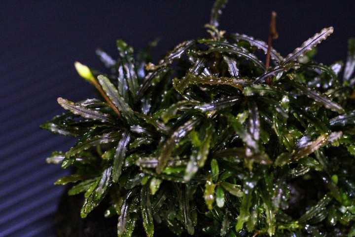 インボイス ブセファランドラsp カユラピス 水中株 Bucephalandra Sp Kayu Lapis 熱帯植物 熱帯雨林 水草 送料第4種110円 水草 売買されたオークション情報 Yahooの商品情報をアーカイブ公開 オークファン Aucfan Com