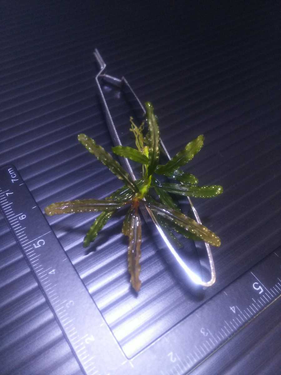インボイス ブセファランドラsp カユラピス 水中株 Bucephalandra Sp Kayu Lapis 熱帯植物 熱帯雨林 水草 送料第4種110円 水草 売買されたオークション情報 Yahooの商品情報をアーカイブ公開 オークファン Aucfan Com