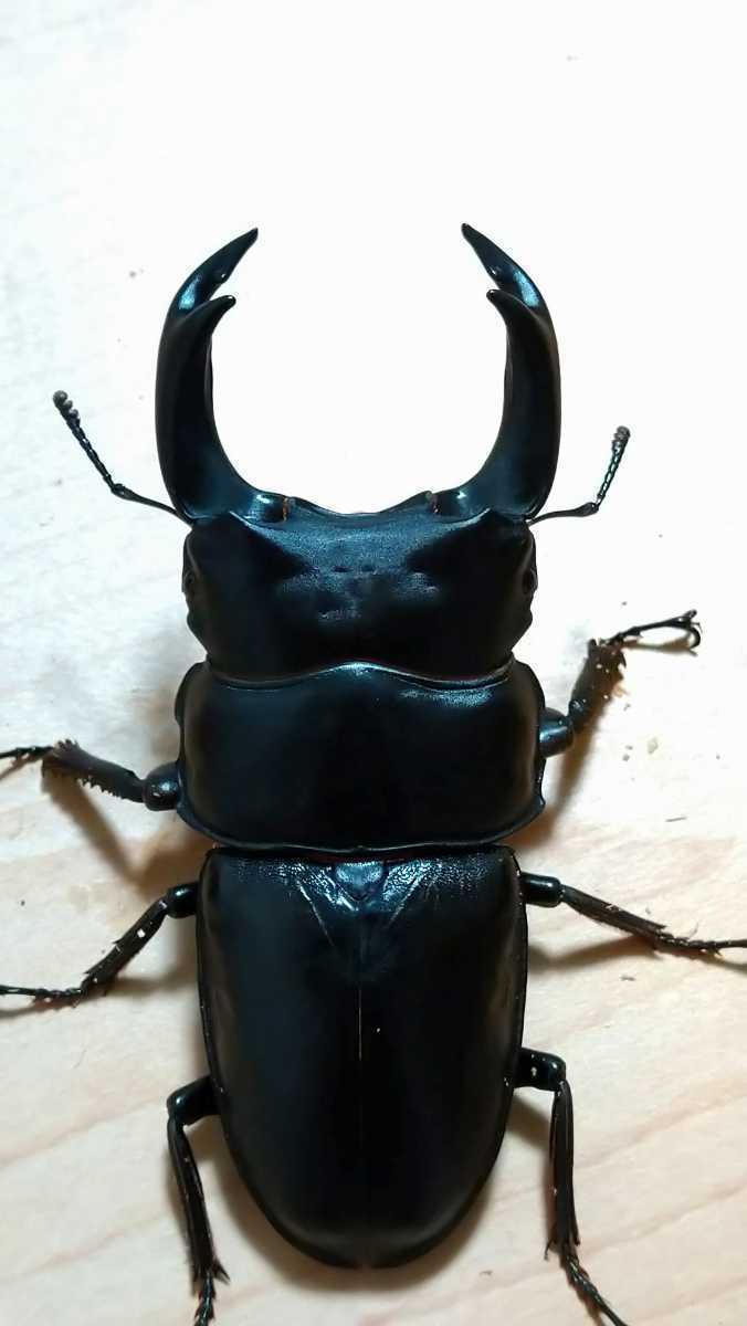  オオクワガタ 能勢YG血統 ♂82.5㎜ ♀52.5㎜新成虫ペア 同腹♂89.3㎜(国産)｜売買されたオークション情報、yahooの商品情報をアーカイブ公開 - オークファン 国産