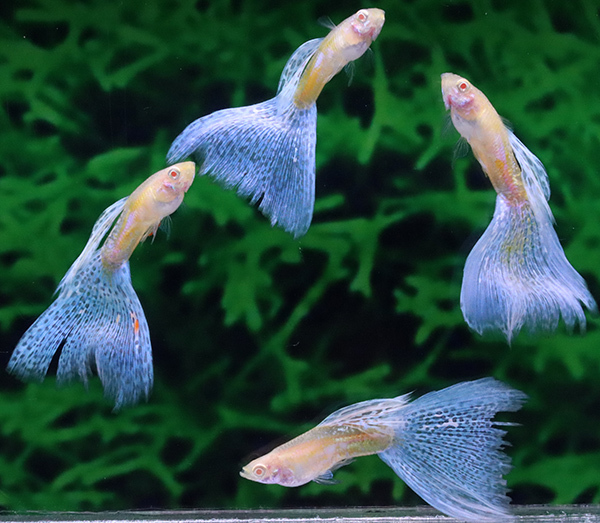 サイトウ グッピー ｒｒｅａブルーグラス オス４匹 メス５匹 33 グッピー 売買されたオークション情報 Yahooの商品情報をアーカイブ公開 オークファン Aucfan Com