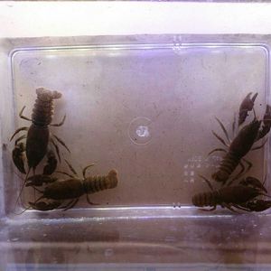 ニホンザリガニのヤフオク の相場 価格を見る ヤフオク のニホンザリガニのオークション売買情報は60件が掲載されています