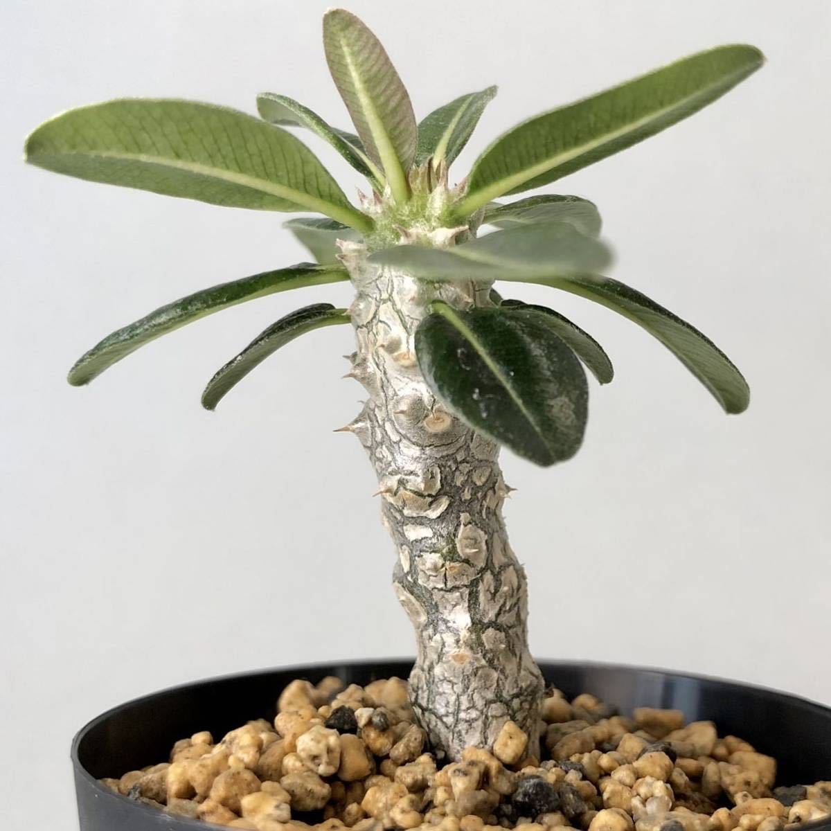 パキポディウム タッキー Pachypodium 'Tucky' 塊根植物 コーデックス
