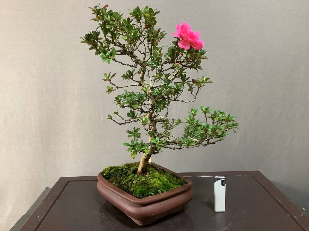 さつき倶楽部 皐月 盆栽 特選高級模様木盆栽 絹の舞 八重咲き 品種 皐月 さつき 売買されたオークション情報 Yahooの商品情報をアーカイブ公開 オークファン Aucfan Com