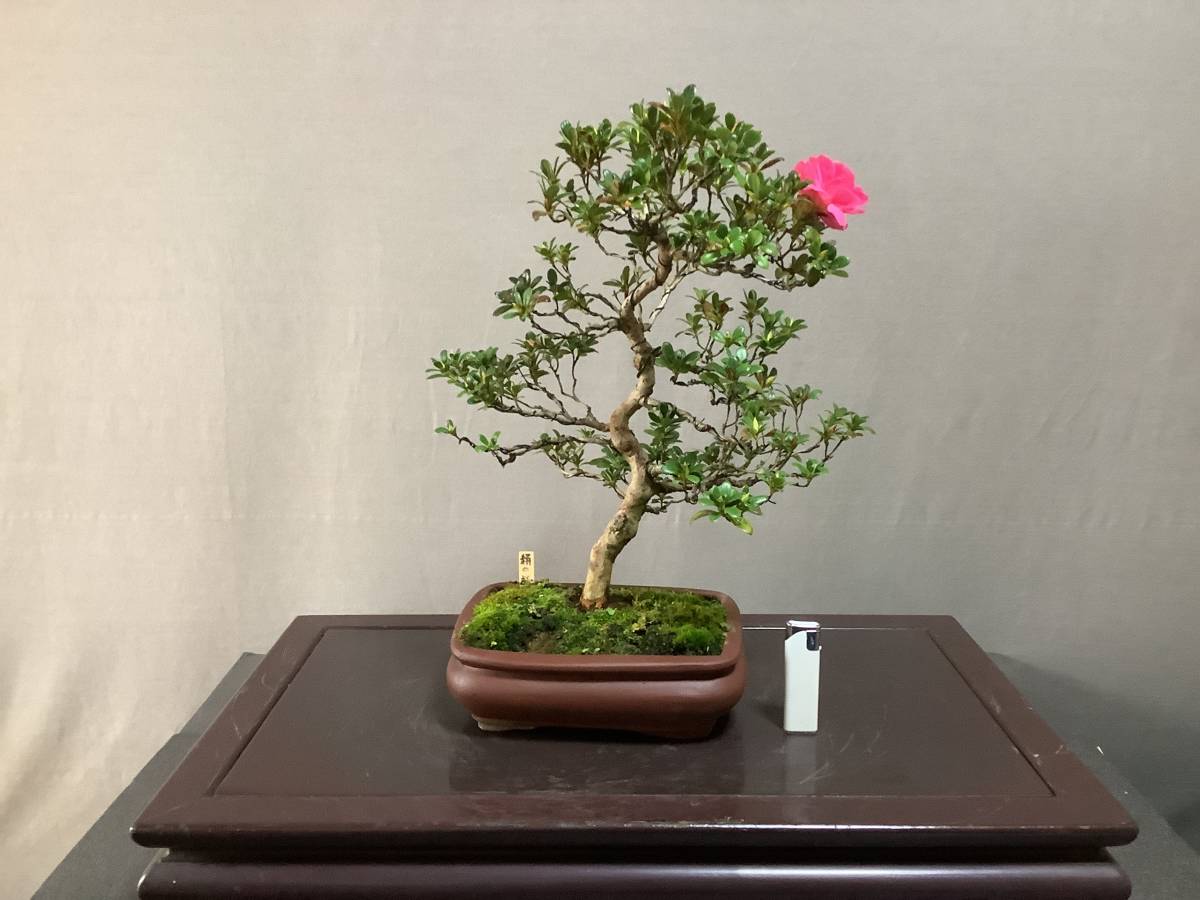 さつき倶楽部 皐月 盆栽 特選高級模様木盆栽 絹の舞 八重咲き 品種 皐月 さつき 売買されたオークション情報 Yahooの商品情報をアーカイブ公開 オークファン Aucfan Com