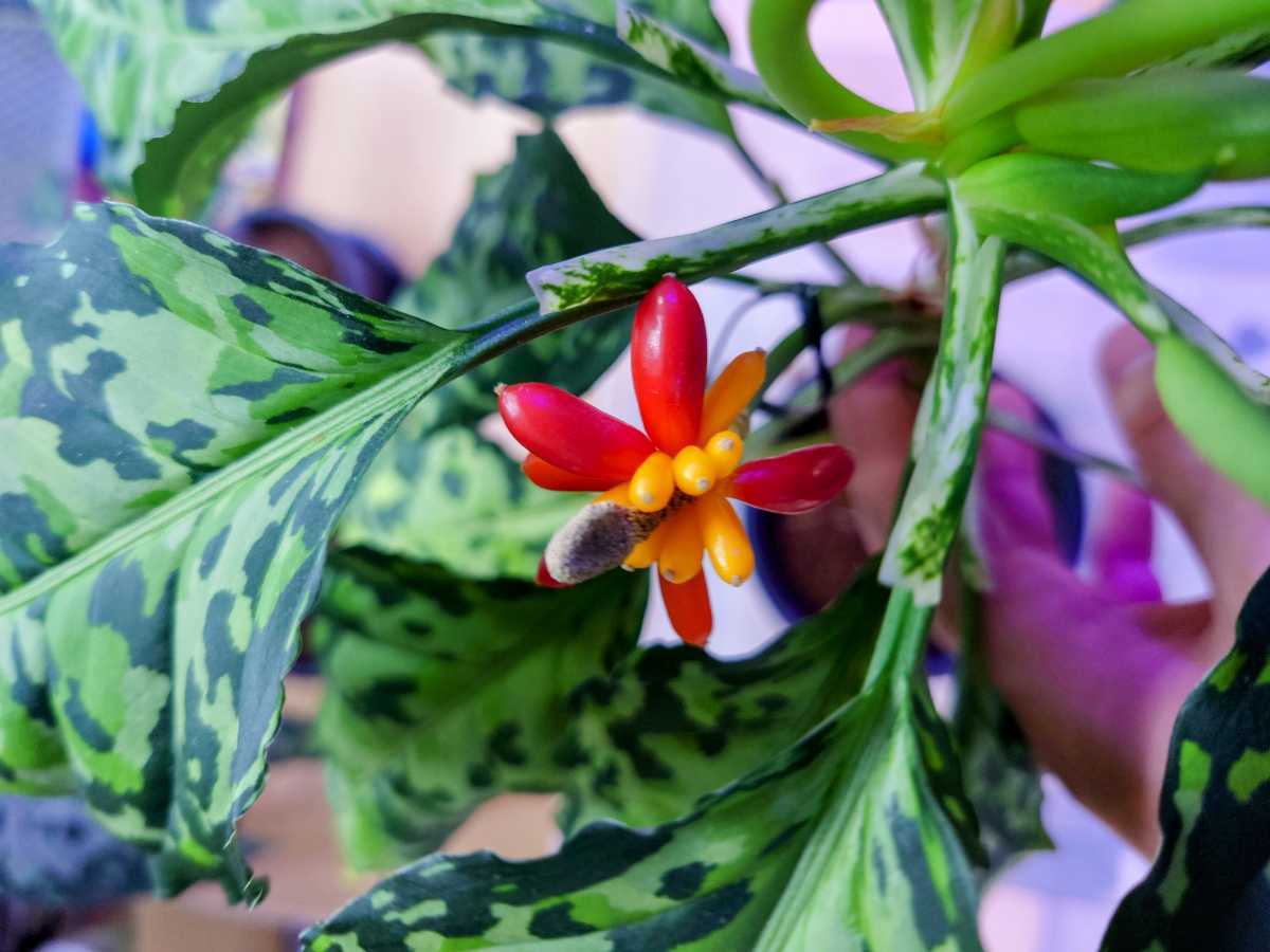 アグラオネマ ピクタムの種3 Az0611 3 Type Nirvash Az0512 10 Type Eureka Aglaonema Az便 ネームド株 実生 観葉植物 売買されたオークション情報 Yahooの商品情報をアーカイブ公開 オークファン Aucfan Com