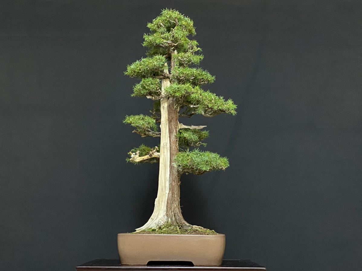 美男カズラ　ビナンカズラ　珊瑚礁 美男カズラ ビナンカズラ 珊瑚礁 ビナンカズラ（美男葛、サネカズラ