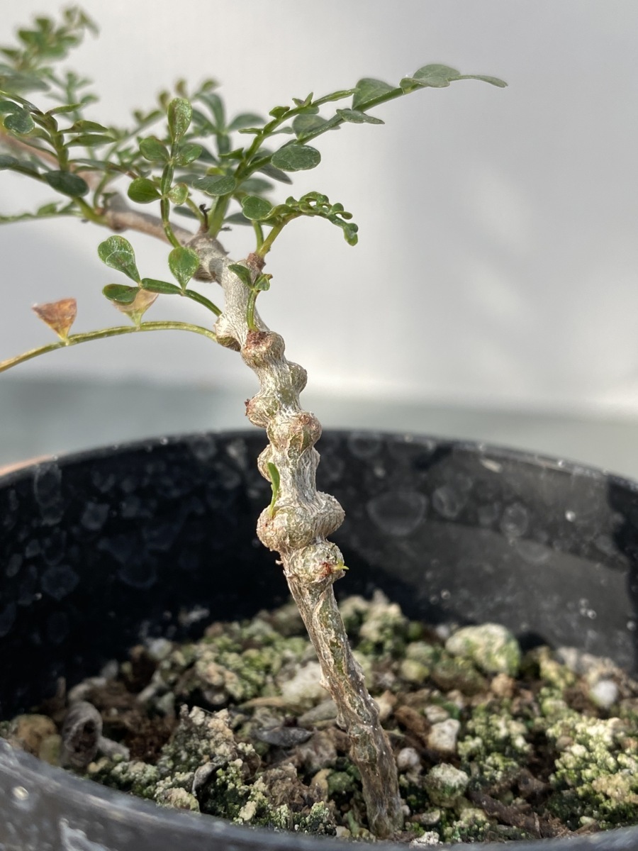 メ363 【塊根植物・実生】オペルクリカリア パキプス【2年株・種から
