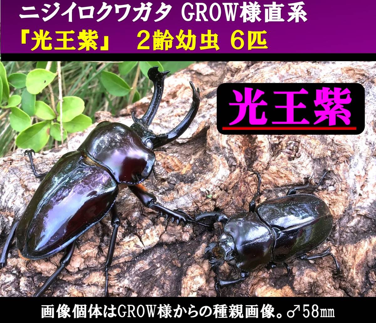 ニジイロクワガタ大紫、ホワイトアイ血統幼虫4匹セット ホワイトアイ血統】ニジイロクワガタ38mmペア | 外国産クワガタ 成虫