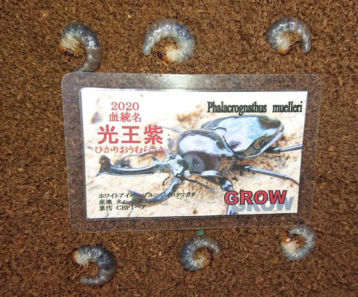 ニジイロクワガタ大紫、ホワイトアイ血統幼虫4匹セット ニジイロクワガタ GROW様 直系 光王紫 ホワイトアイ 幼虫 6匹 パープル