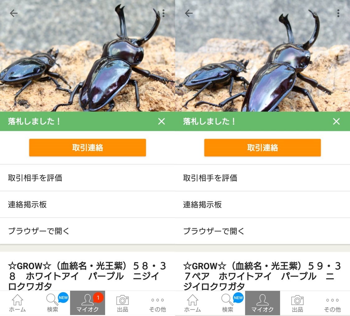 ニジイロクワガタ大紫、ホワイトアイ血統幼虫4匹セット ホワイトアイ血統】ニジイロクワガタ38mmペア | 外国産クワガタ 成虫