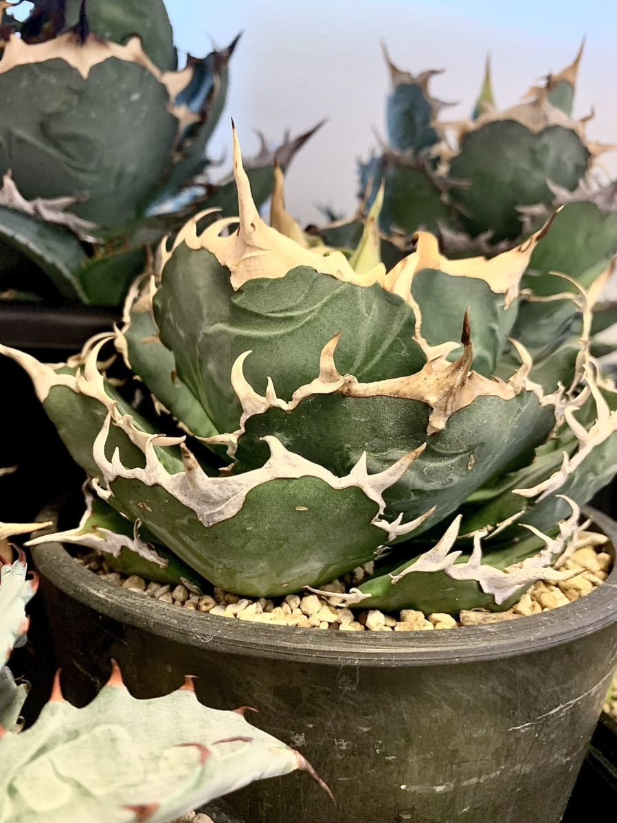 アガベ チタノタ 白鯨 台湾白鯨 コレクション株 agave titanota FO-076