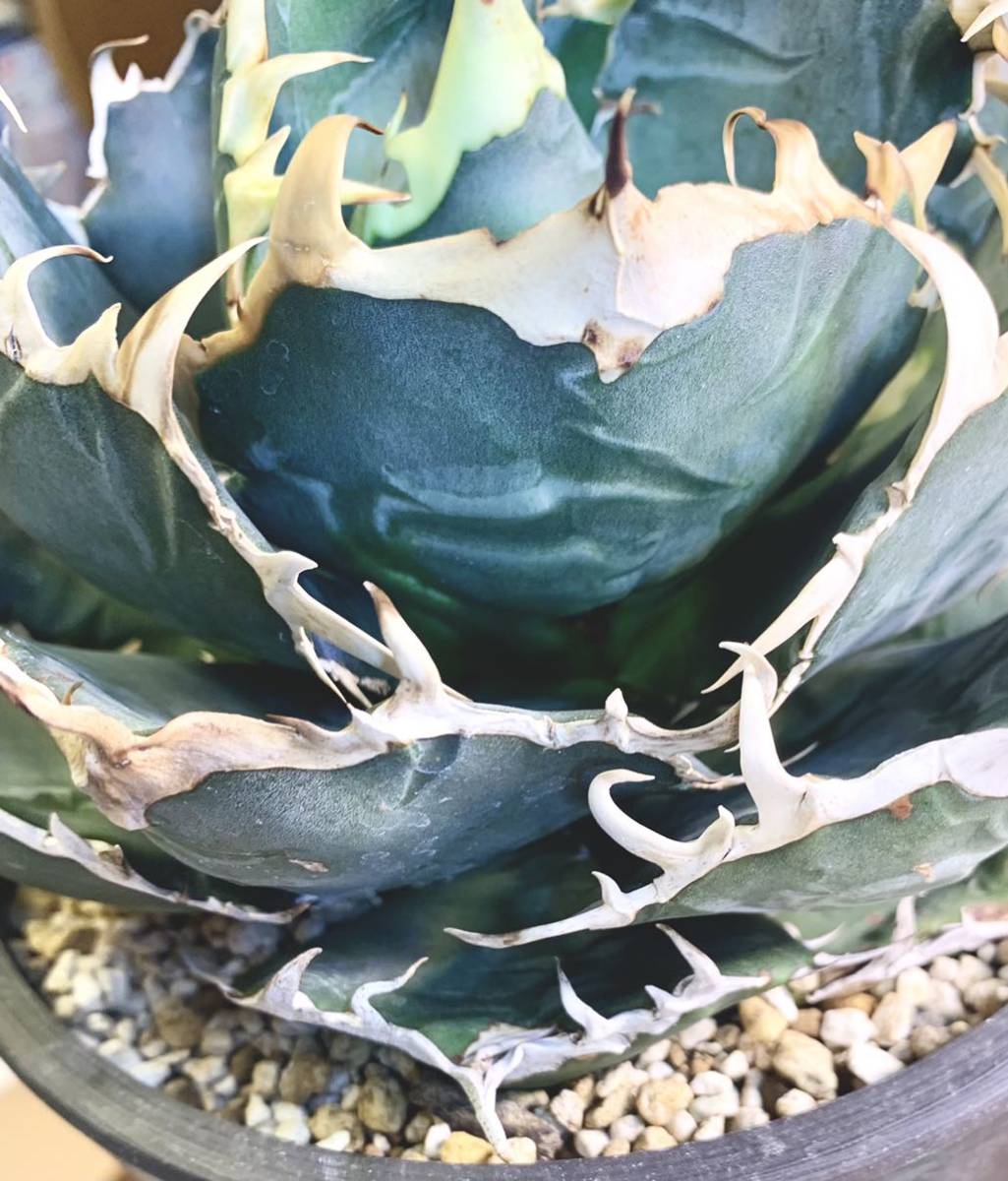 アガベ チタノタ 白鯨 台湾白鯨 コレクション株 agave titanota FO-076