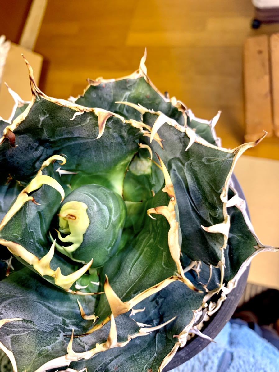 アガベ チタノタ 白鯨 台湾白鯨 コレクション株 agave titanota FO-076