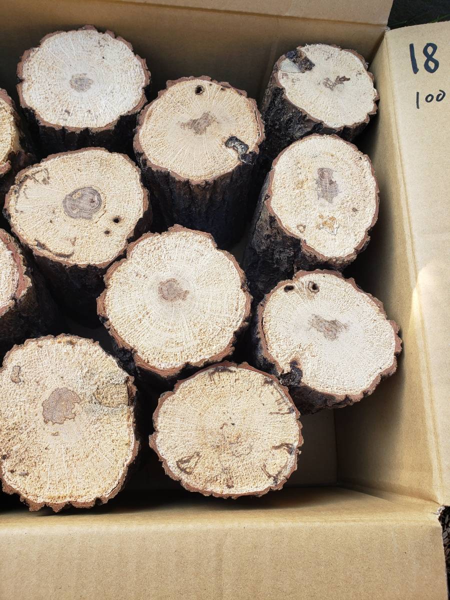AB材18本 固め～普通混合 固め多め 産卵木 火曜日発送 【鍬吉】