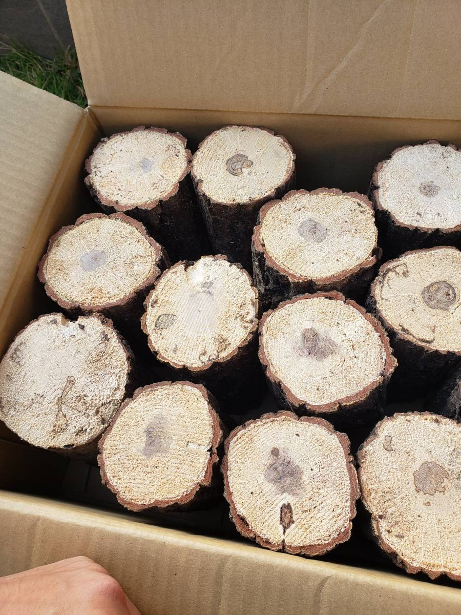 AB材18本 固め～普通混合 固め多め 産卵木 火曜日発送 【鍬吉】