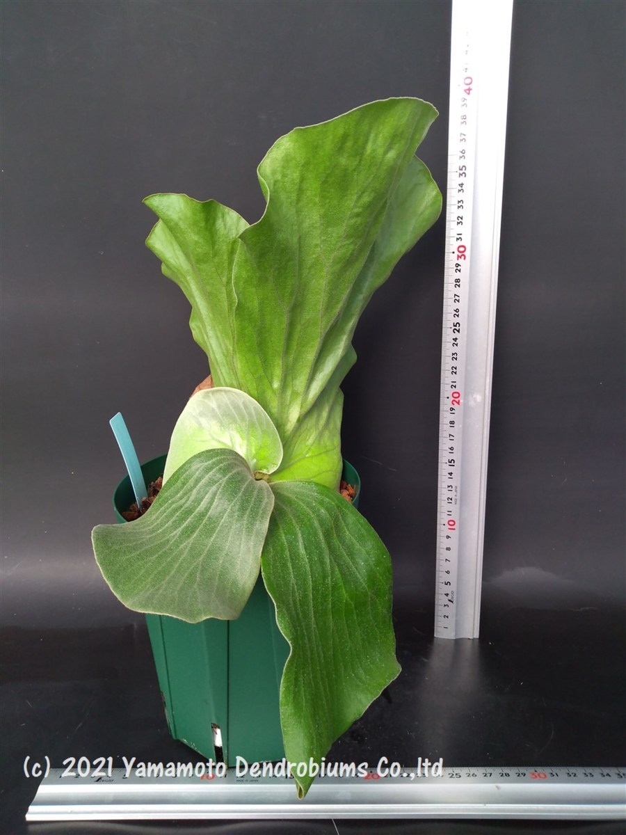 ビカクシダ エレファントティス コウモリラン 観葉植物 Platycerium 