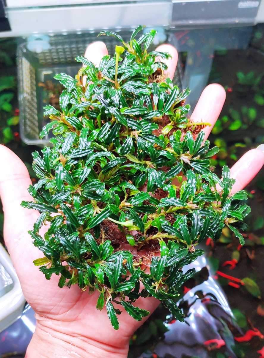 ブセファランドラ sp 水草 特大群生 魚用品⁄水草 スーパー ミニ