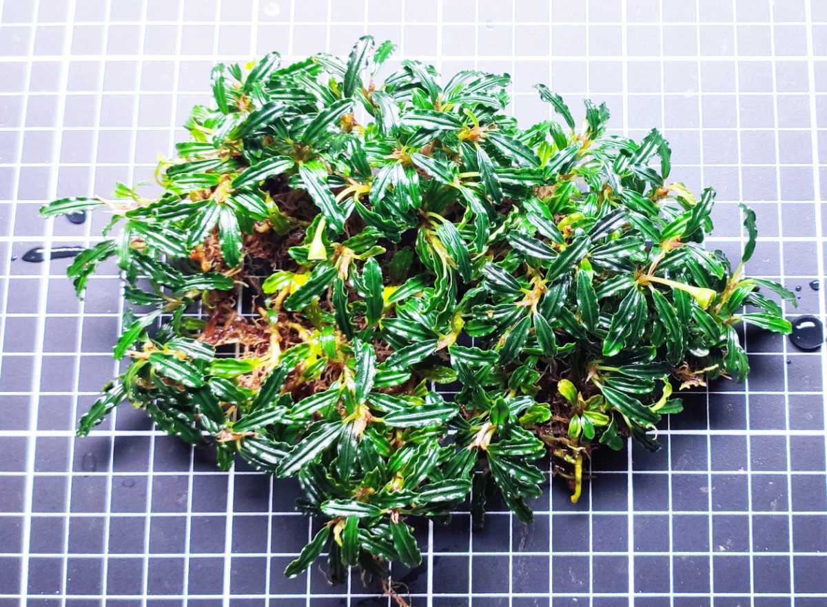 ブセファランドラ sp 水草 特大群生 魚用品⁄水草 スーパー ミニ
