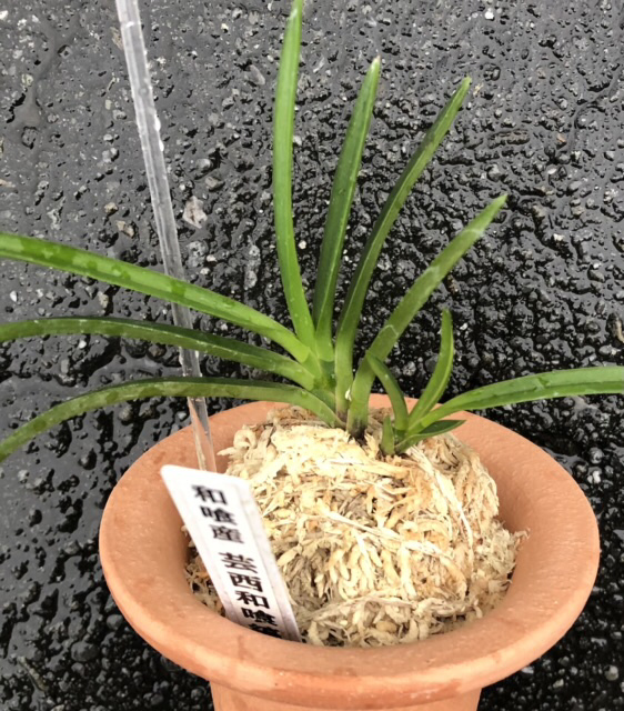 お得，格安 山野草 斑入り イワギボウシ フクリン縞斑