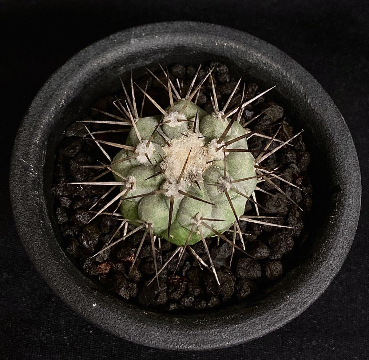 コピアポア　現地球 現地球 Copiapoa コピアポア シネレア 黒王丸 カキコ 自根 ⑤ サボテン