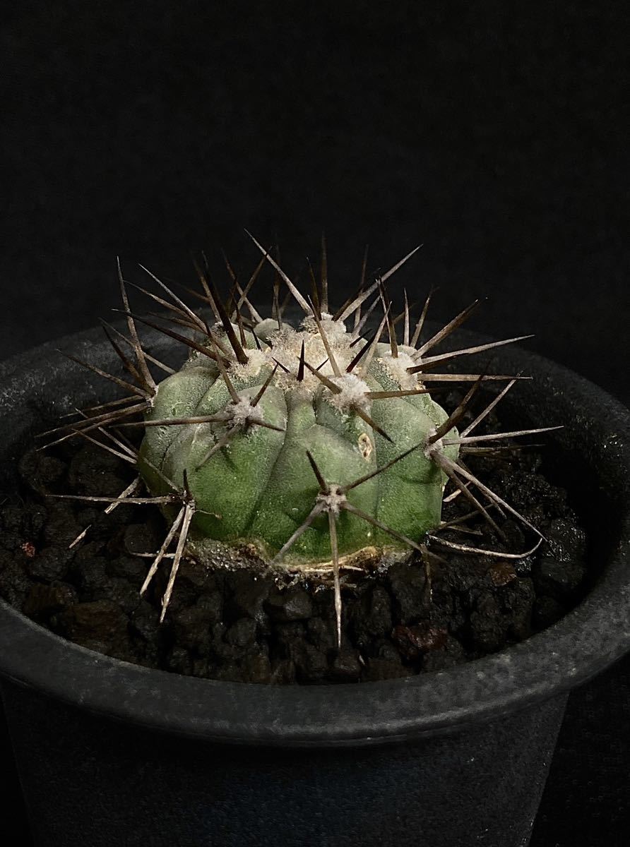 現地球 Copiapoa コピアポア シネレア 黒王丸 カキコ 自根 ⑤ サボテン