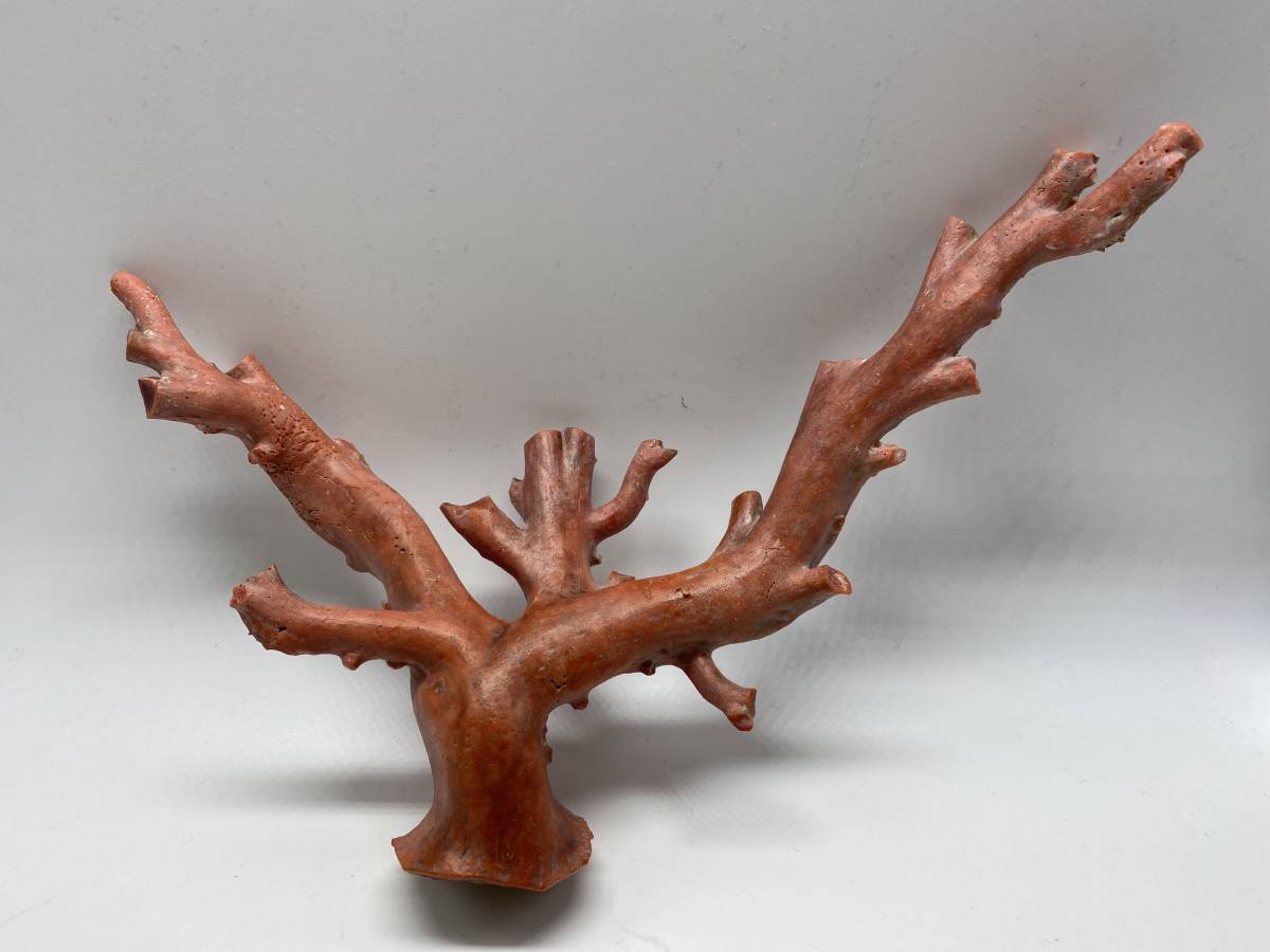 赤珊瑚 原木 枝 2g 珊瑚 コーラル 彫刻 素材 根付 売買されたオークション情報 Yahooの商品情報をアーカイブ公開 オークファン Aucfan Com