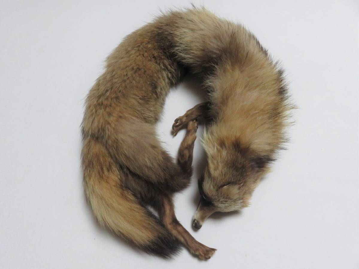 使用わずか品 キツネ 襟巻き 1点 狐 しっぽ 毛皮 ショール 和装 洋装 フォックス 売買されたオークション情報 Yahooの商品情報をアーカイブ公開 オークファン Aucfan Com