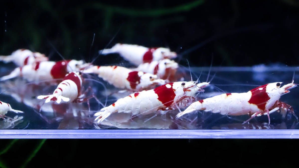 花海老 レッドビーシュリンプ最上位水槽の種親セット鬼バキ雌７雄４匹 抱卵１匹 ビーシュリンプ 売買されたオークション情報 Yahooの商品情報をアーカイブ公開 オークファン Aucfan Com