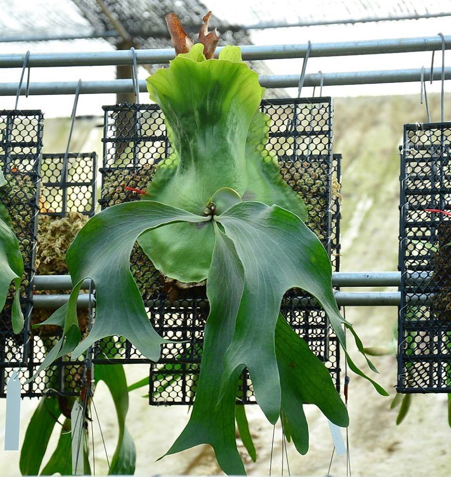 sale❣️未使用ビンテージ イタリア製象嵌細工オルゴールMARIORITA動作品