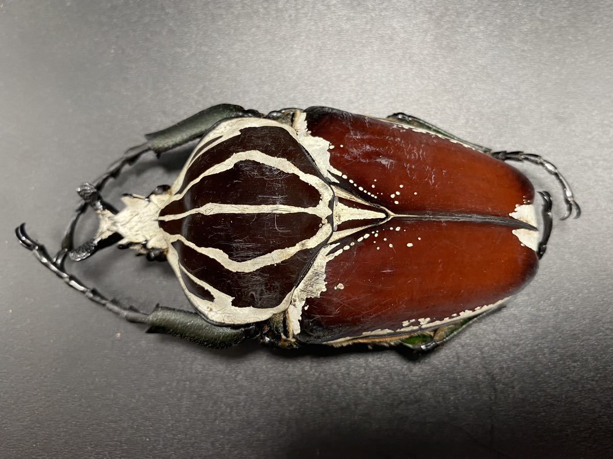 昆虫標本 ゴライアスオオツノハナムグリ Goliathus ゴライアス 