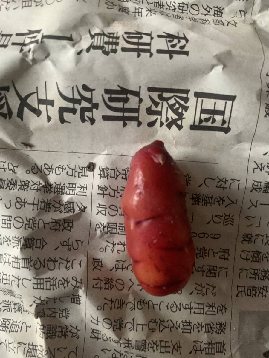 オキザリス ツベローサ 大球 カタバミ 観葉植物 山野草 一応食用 アマリリス ネリネ アグラオネマ ピクタム アンデスオキザリス 球根 売買されたオークション情報 Yahooの商品情報をアーカイブ公開 オークファン Aucfan Com