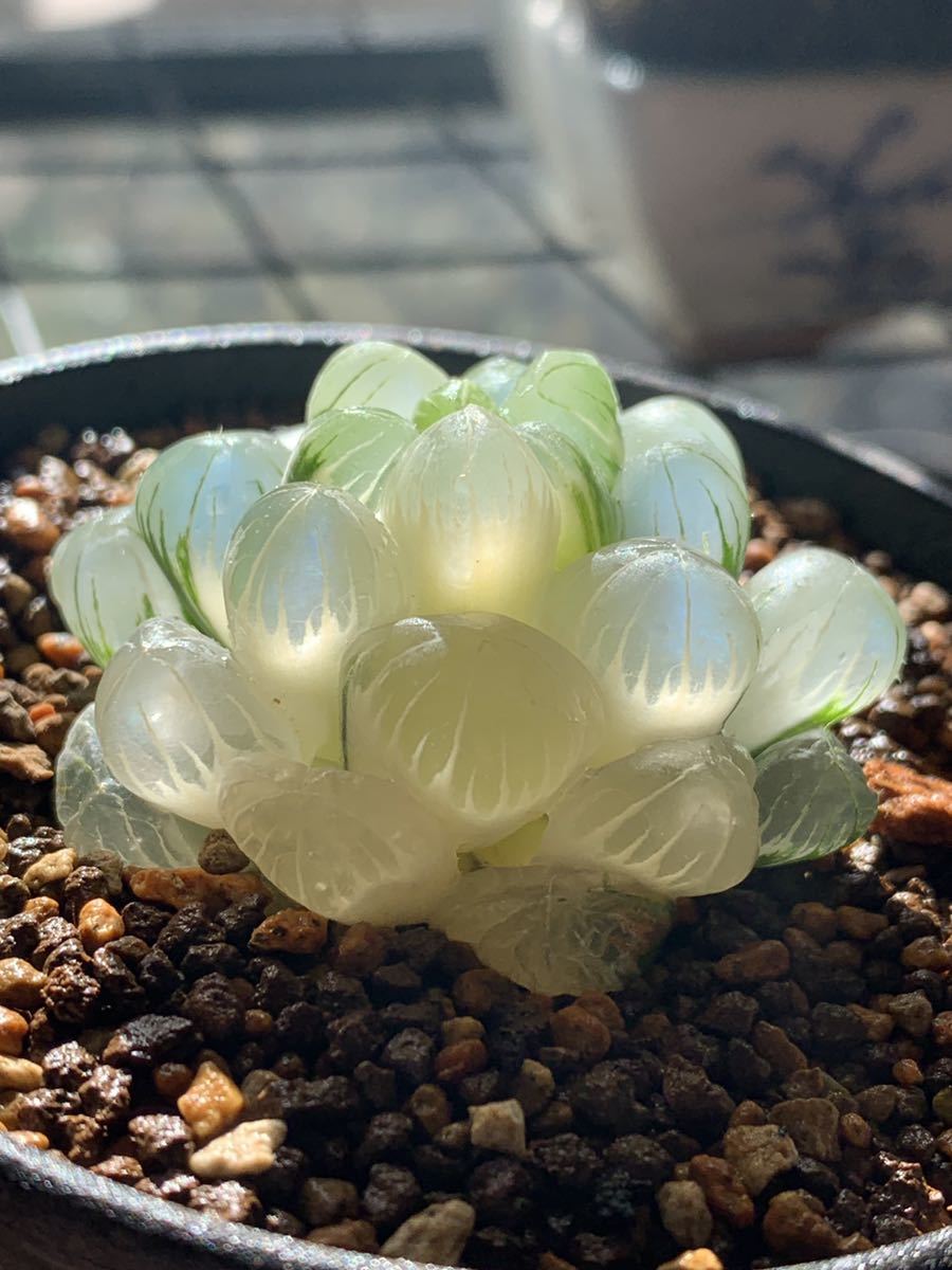 多肉植物 ハオルチア オブツーサ錦 糊斑 6CM ハオルチア 多肉植物 糊斑