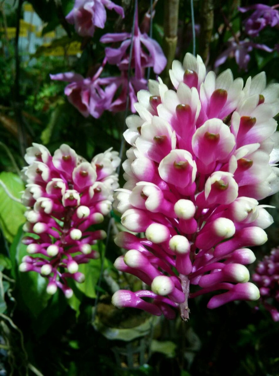 cyclamen_hederifolium_greenstem_800_800