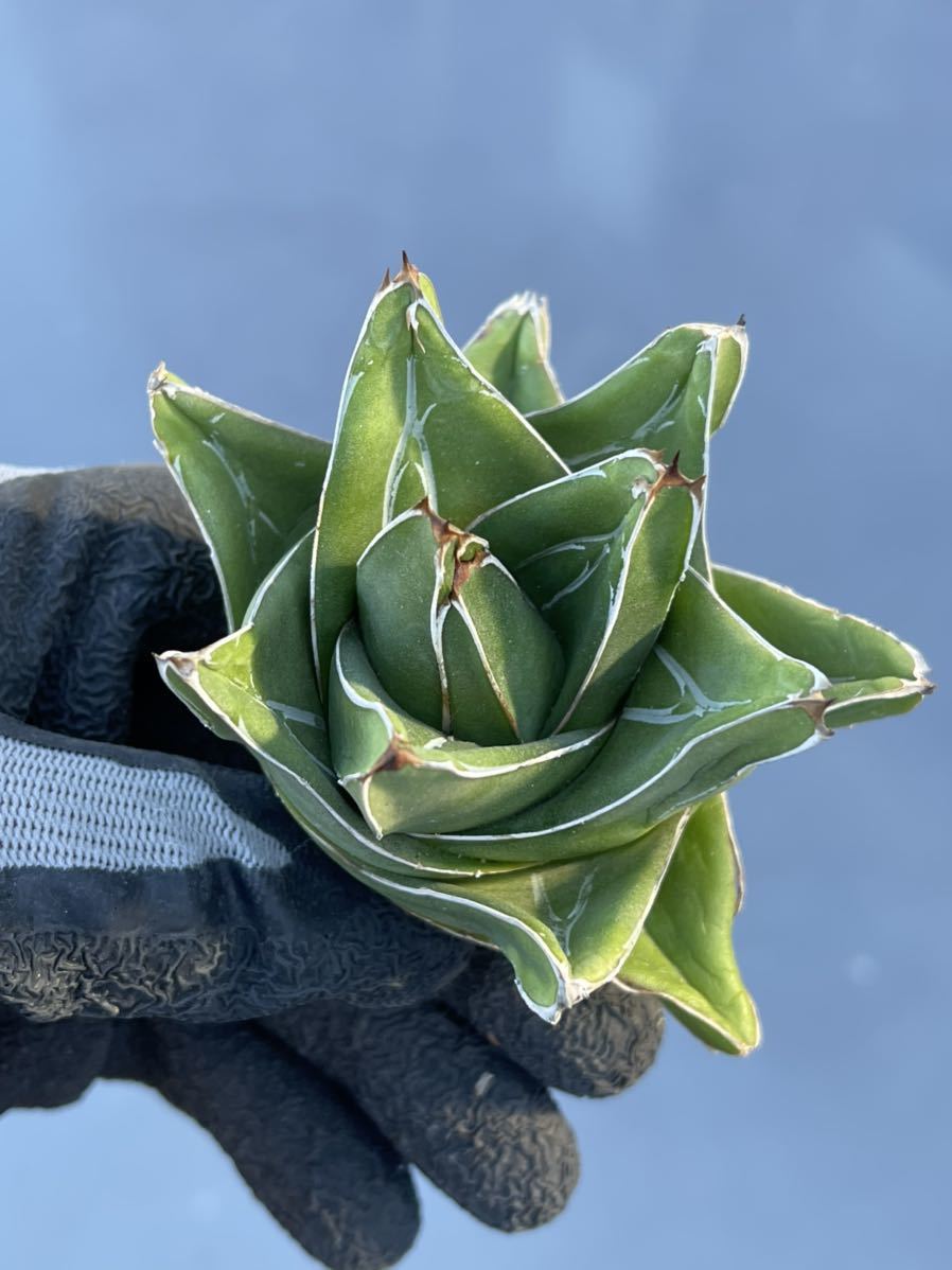 多肉植物 アガべ笹の雪 桃太郎