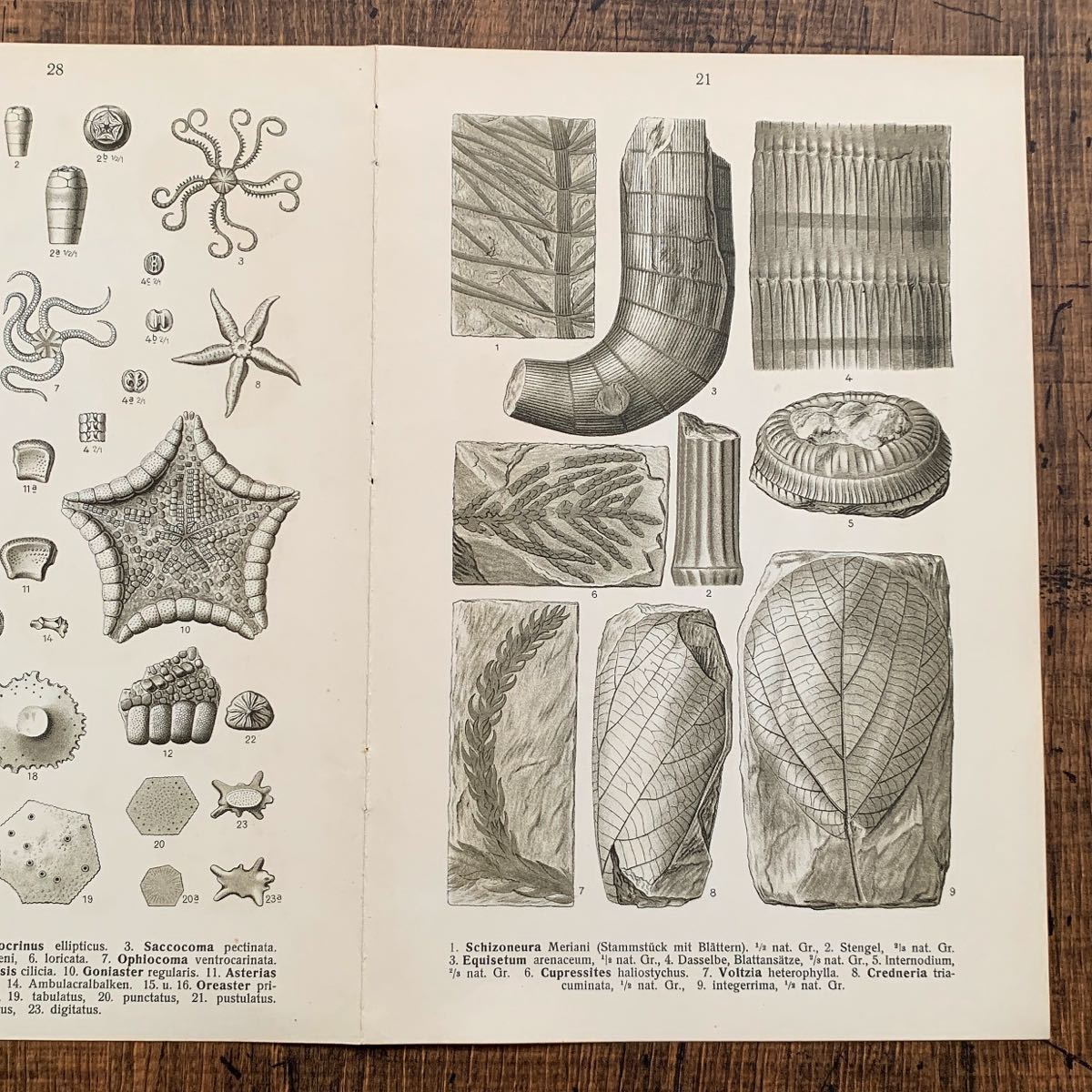 1910年 ドイツの古い化石のイラスト 両面イラスト07 アンティーク ブロカント ヨーロッパ ドイツ雑貨 図鑑 インテリア 洋書 雰囲気 その他 売買されたオークション情報 Yahooの商品情報をアーカイブ公開 オークファン Aucfan Com