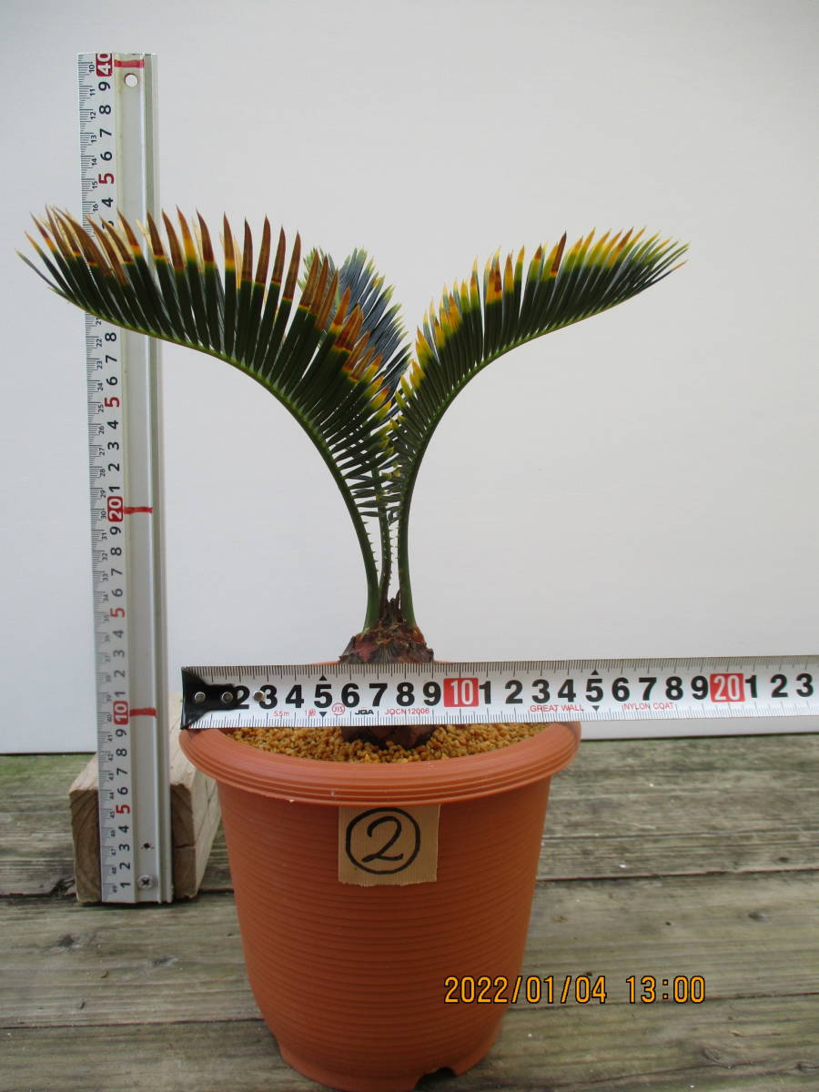 奄美黄金ソテツ⑤ 7号鉢 （金ブチ＆金環ソテツ） 奄美大島産 観葉