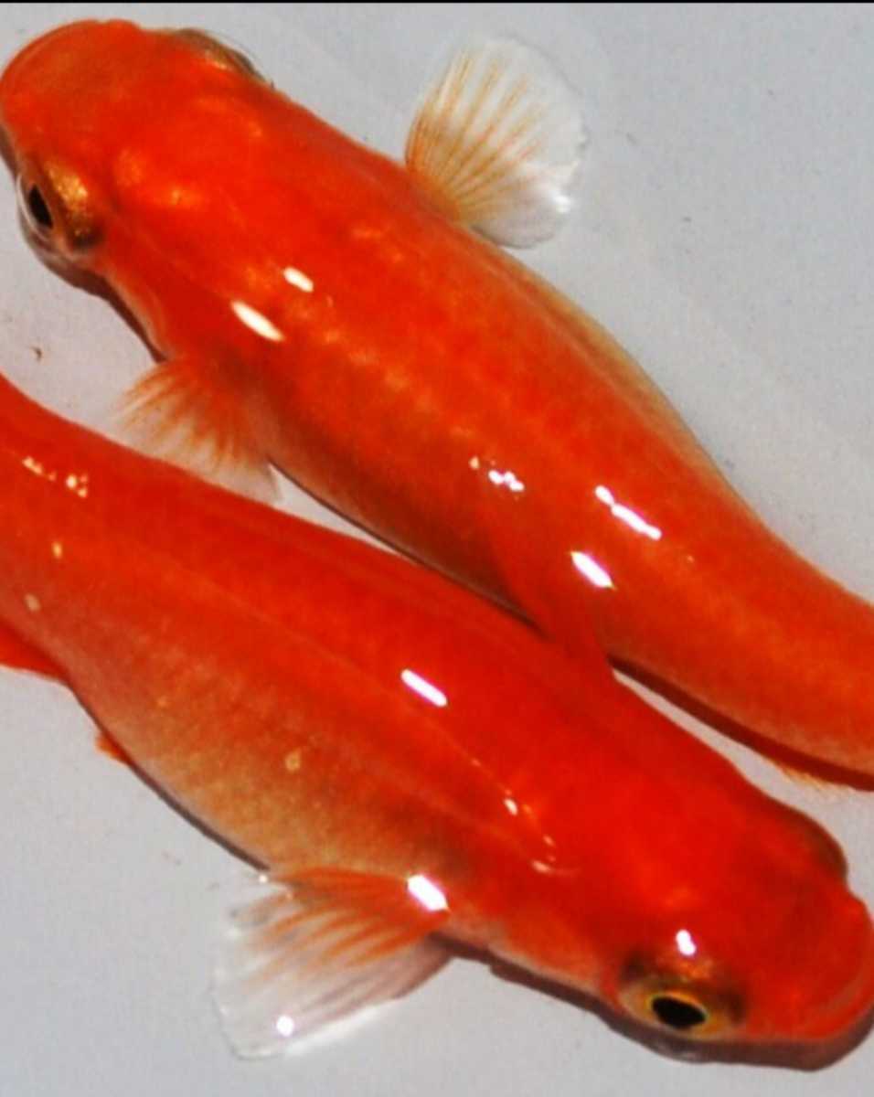 大特価 メダカ 楊貴妃めだか 10匹セット 楊貴妃メダカ Sakcc Ca